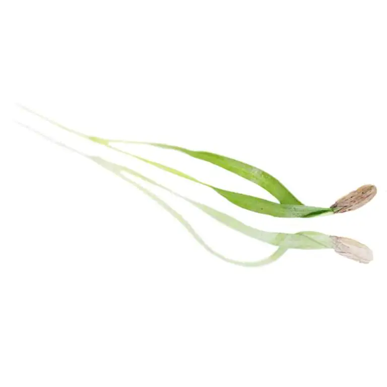 collins-nurtured-micro Fennel.webp